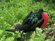 Galapagos Islands