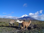 volcan Cotopaxi con llamas