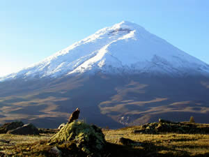 Volcan Cotopaxi Ecuador - aguila