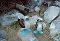 Galapagos Blaufuss Tölpel